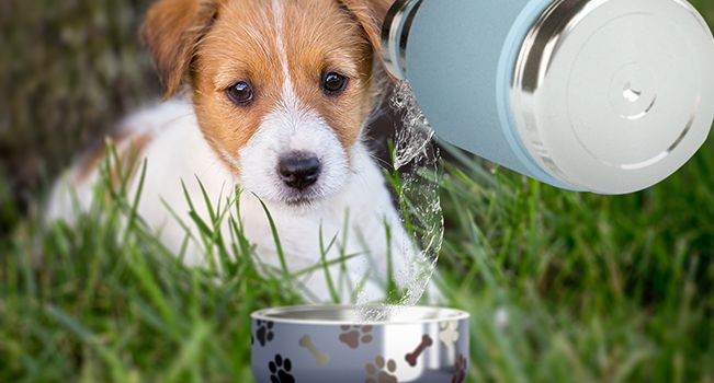 Термос Dog Bowl с миской для питомца, голубой