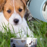 Термос Dog Bowl с миской для питомца, голубой